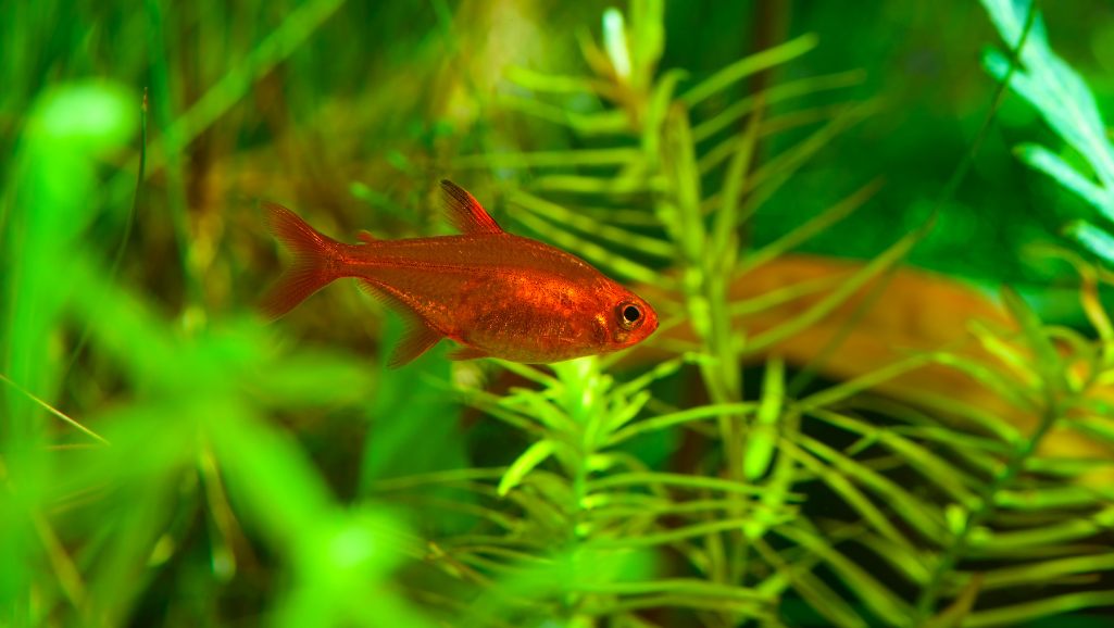 Ember Tetra Water Parameters