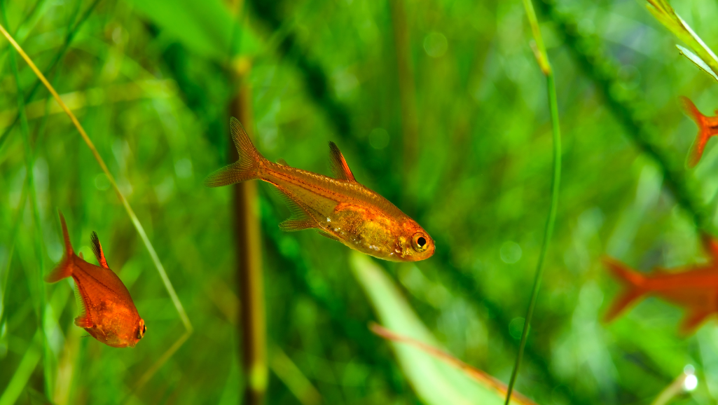 Ember Tetra community aquarium