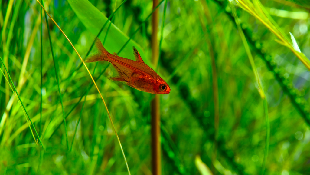 Ember Tetra health