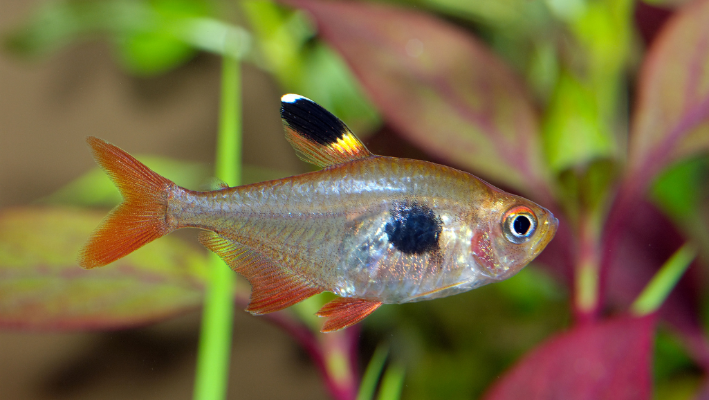 Ember Tetra tank mates