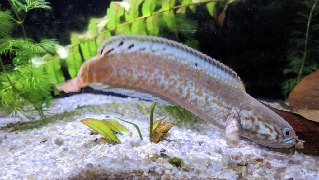 Environmental Impact of Snakeheads