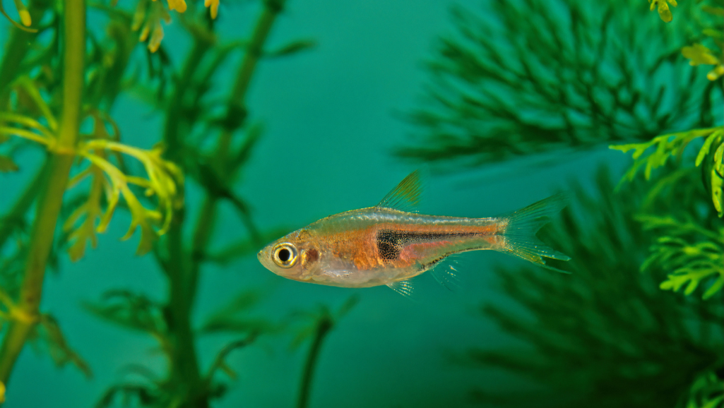 Espei Rasbora Breeding Setup