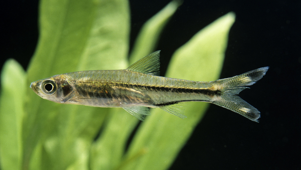 Espei Rasbora Feeding