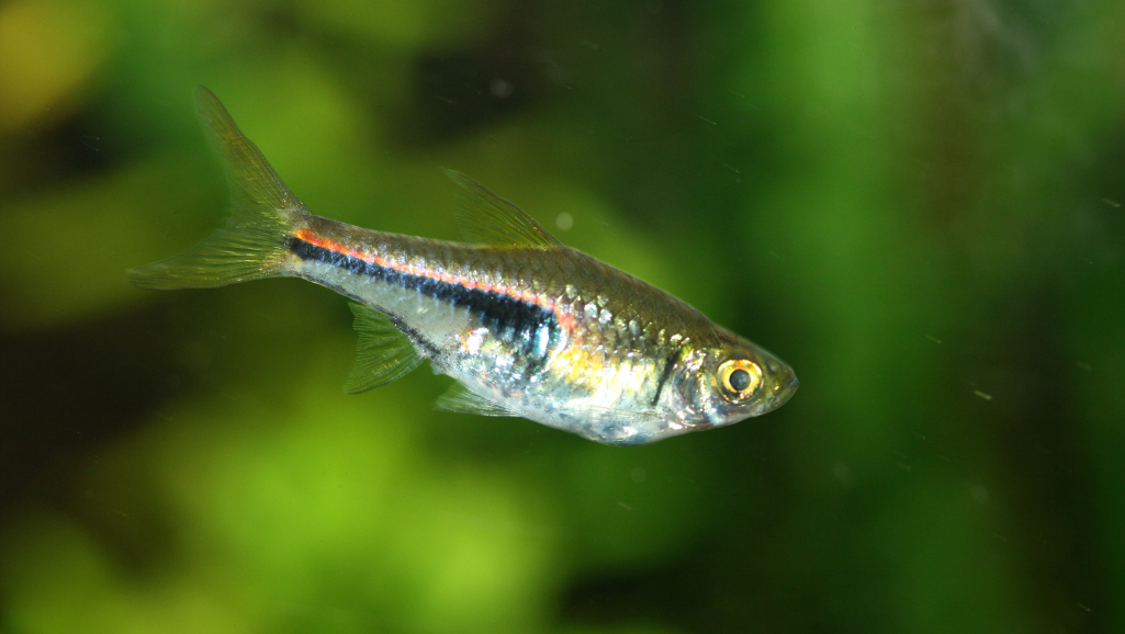 Espei Rasbora Health Management