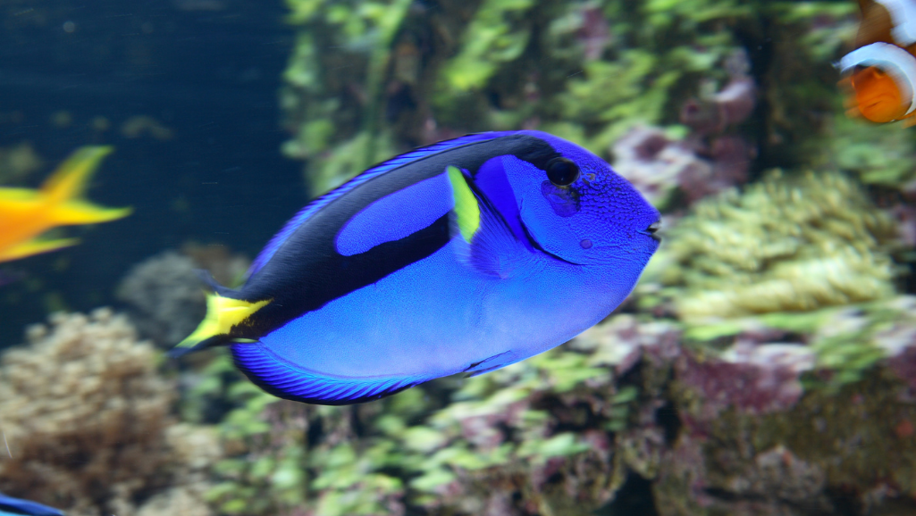 Transform Your Aquarium: Large Fish Tank Decoration Ideas 2 Exploring Themed Aquascapes