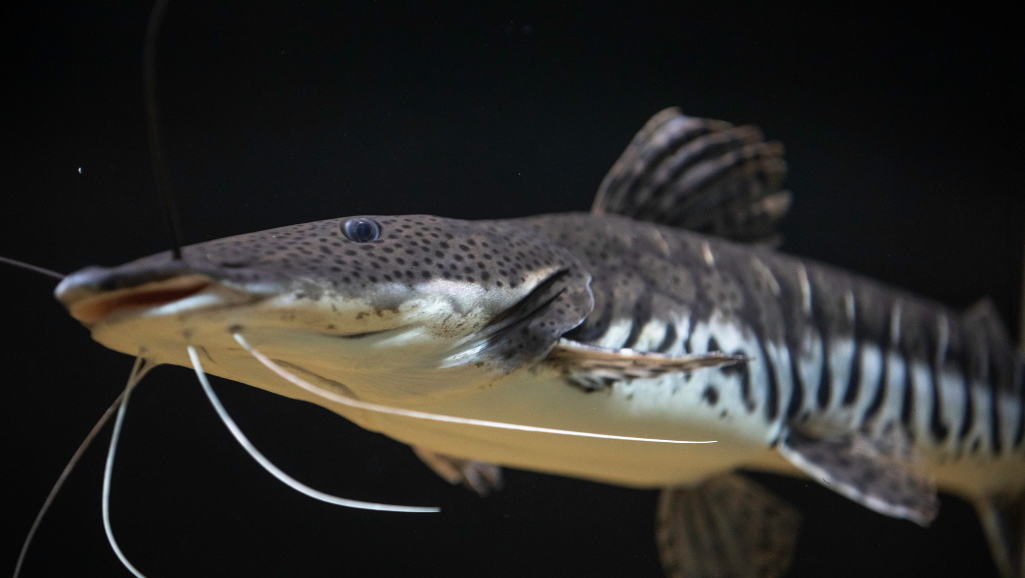 Feeding Glass Catfish