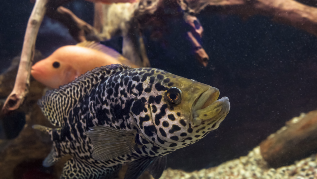 Feeding Jaguar Cichlid
