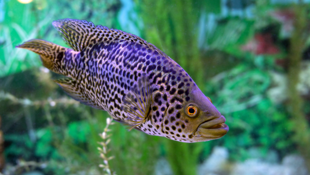 Feeding Managuense Cichlid