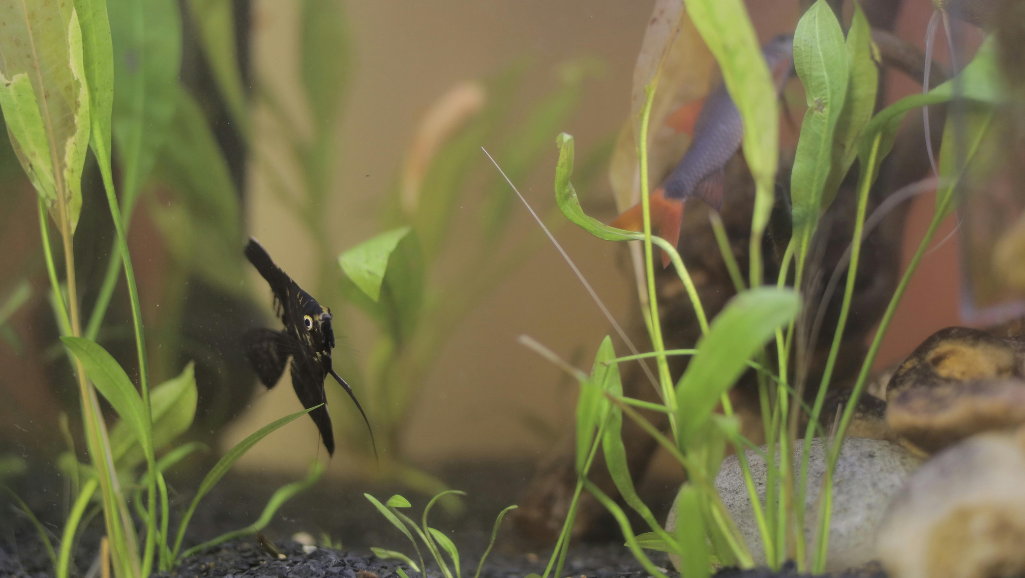  Floating Plants for Aquariums