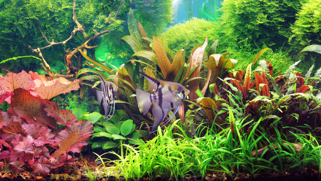 Floating Plants for Aquariums