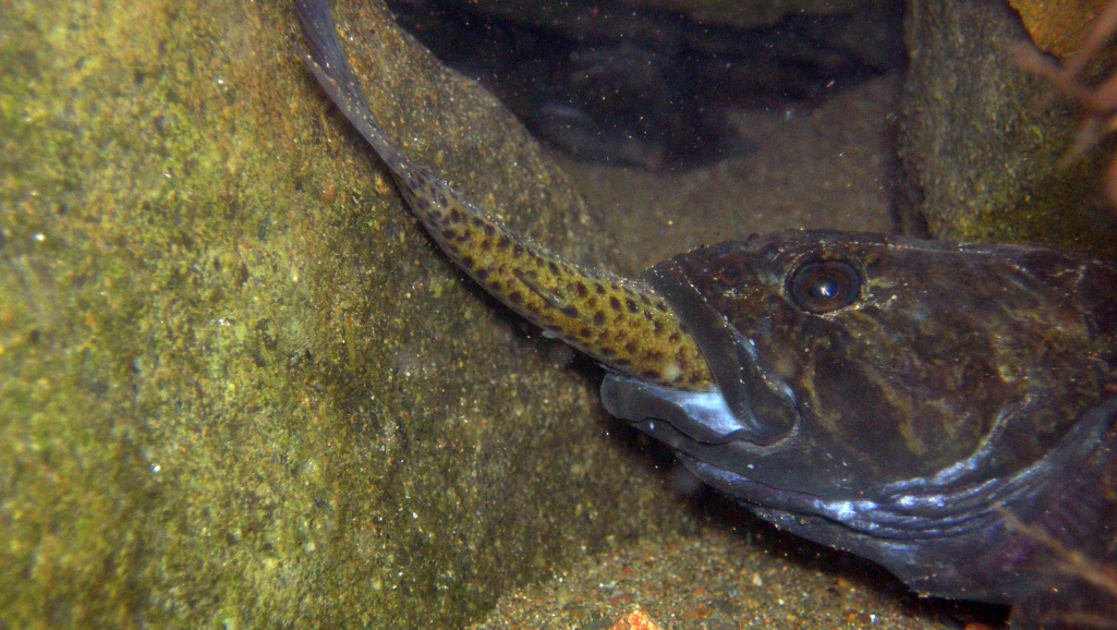 Freshwater Predator Fish Compatibility