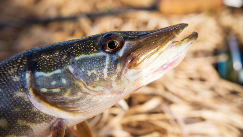 Freshwater Predator Fish