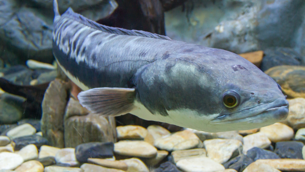 Giant Snakehead