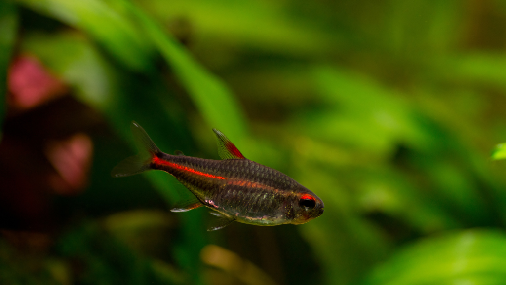 Glowlight Tetra Feeding Tips