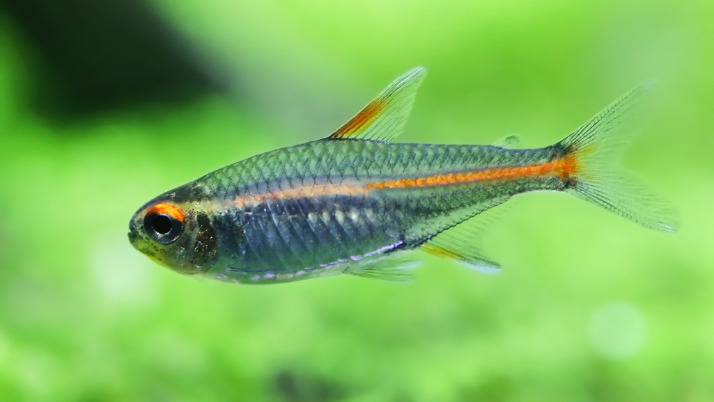 Glowlight Tetra Care Guide & Tank Tips 1 Glowlight Tetra