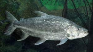 African Tiger Fish in its Natural Habitat