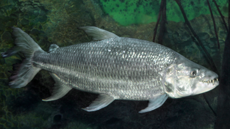 Unveiling the Mighty Goliath Tigerfish Facts Tanks 1 African Tiger Fish in its Natural Habitat