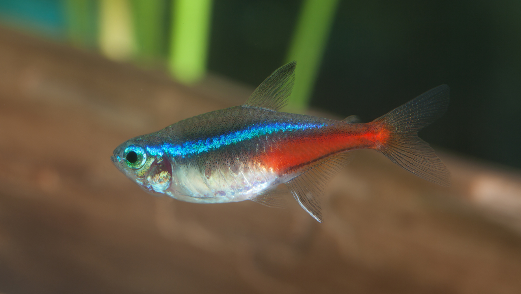 Green Neon Tetra Care: Tips for a Healthy Tank 1 Green Neon Tetra