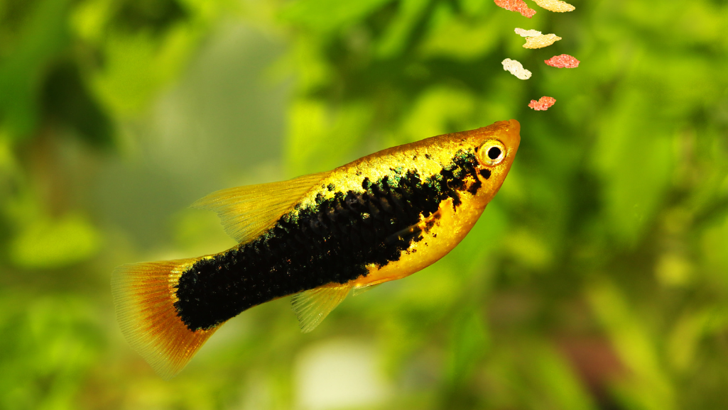 Healthy Aquarium Fish Feeding Practices