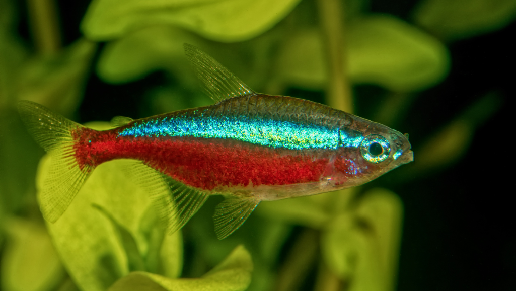 Healthy Neon Tetra Diet