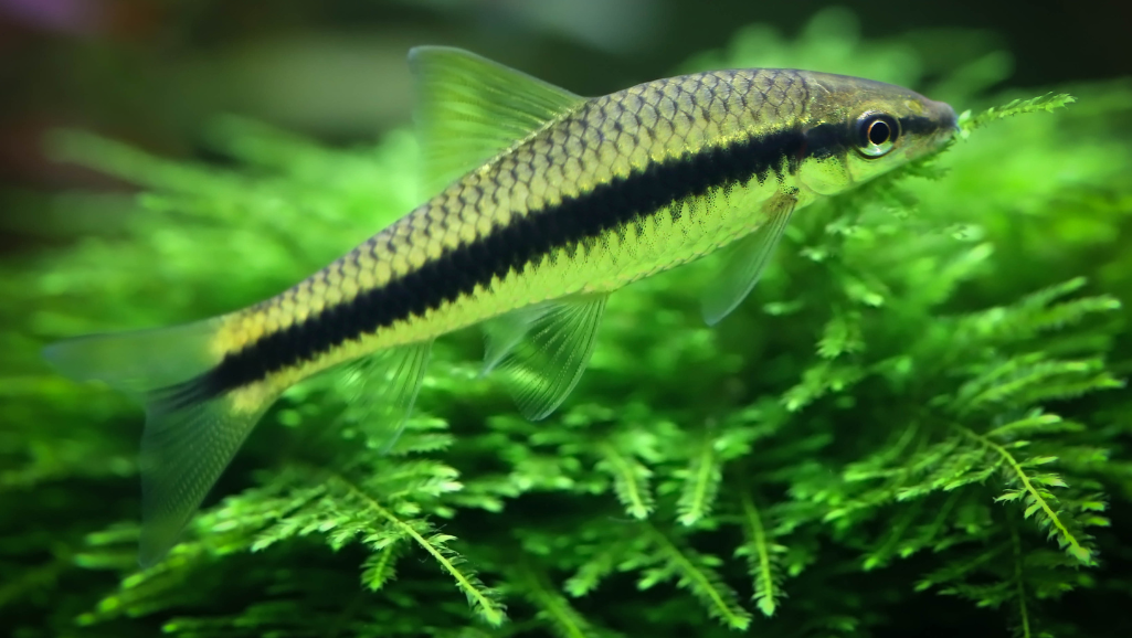 Ideal Siamese Algae Eater Habitat