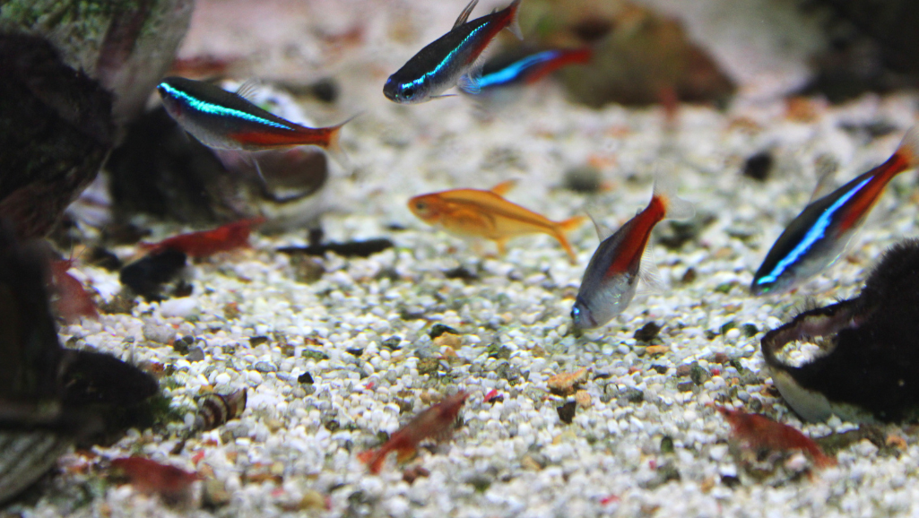 Ideal Tank Setup for Ember Tetras