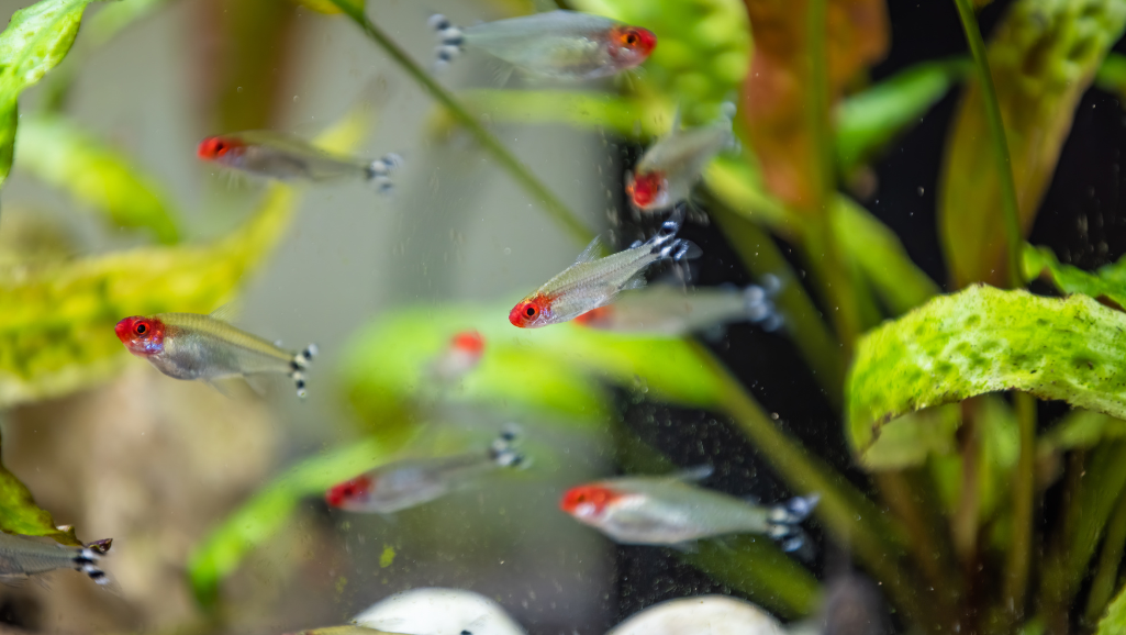 Ideal Tank Setup for Rummy Nose Tetra