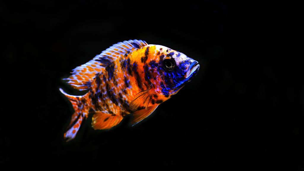 Jaguar Cichlid Breeding