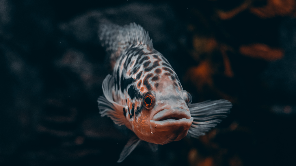Jaguar Cichlid in Aquarium