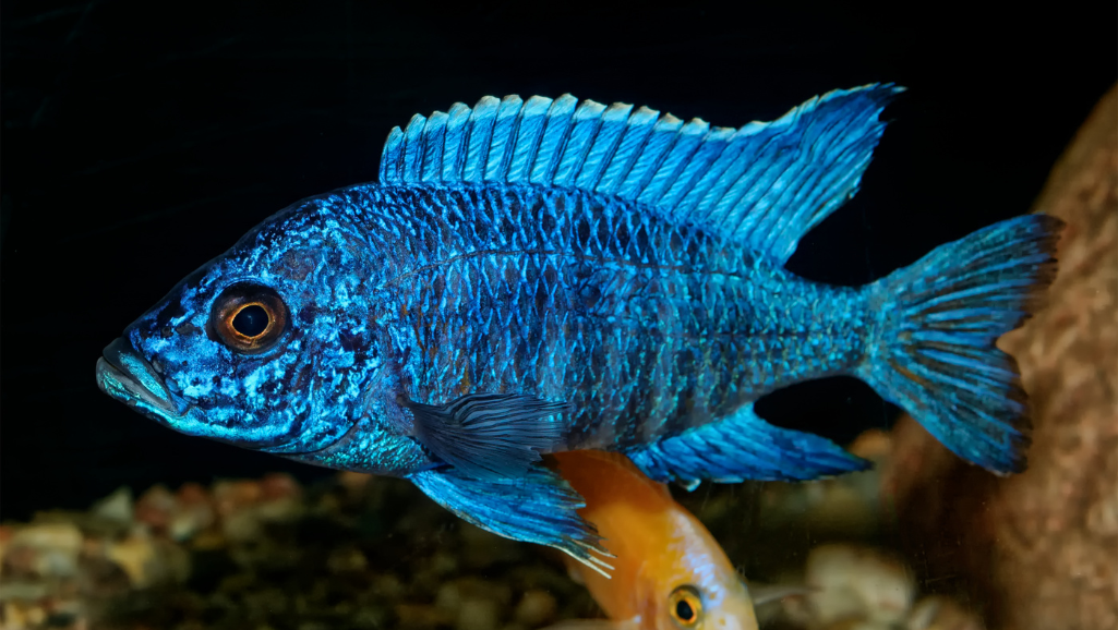 Jaguar Cichlid