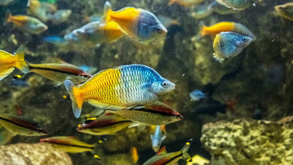 Kutubu Rainbowfish in Aquarium