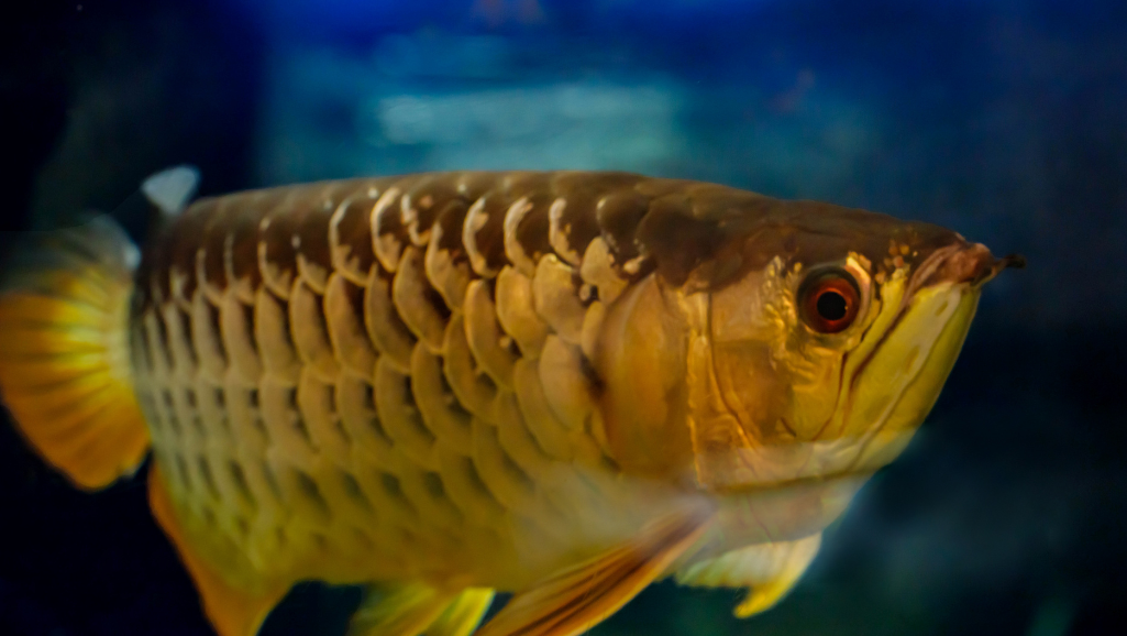 Legal aspects of Arowana ownership