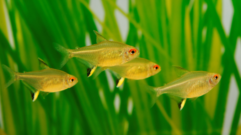 Lemon Tetra Care Guide: Brighten Your Aquarium 18 Lemon Tetra