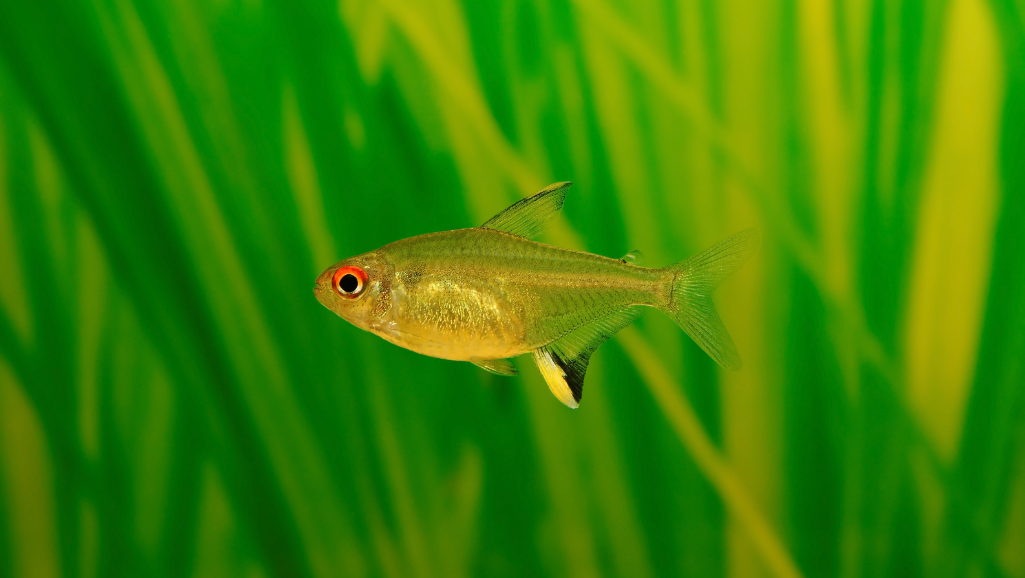 Lemon Tetra health issues prevention
