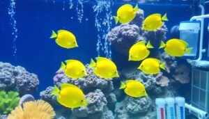 aquarium water quality