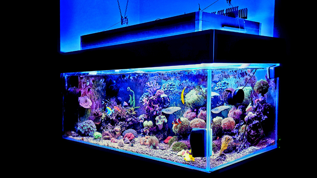 Maintaining Saltwater Tank Kit