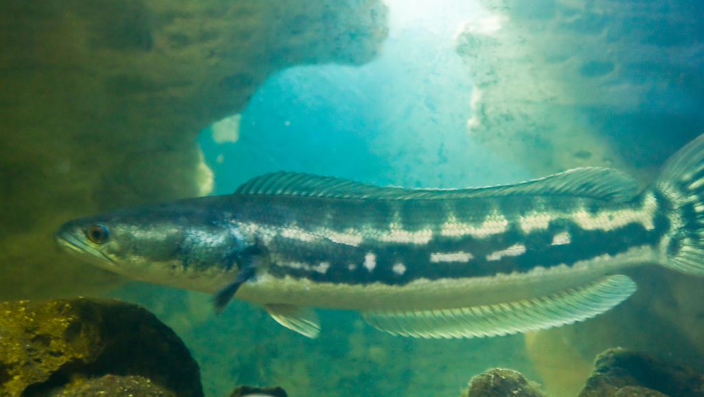 Maintenance for Snakehead Fish