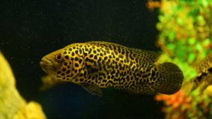 Managuense Cichlid
