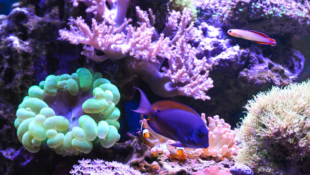 Marine Tank Biological Balance