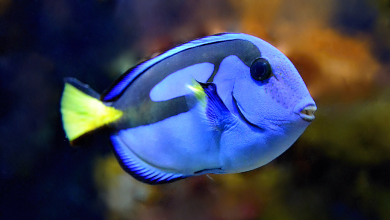 Naso Tang Care Guide: Diet & Habitat Essentials 1 Naso Tang