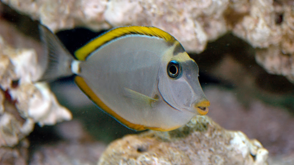 Naso Tang Tank Setup