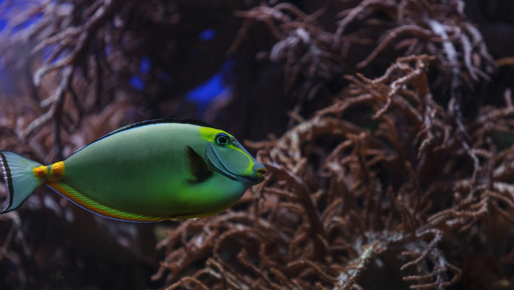 Naso Tang behavior and compatibility