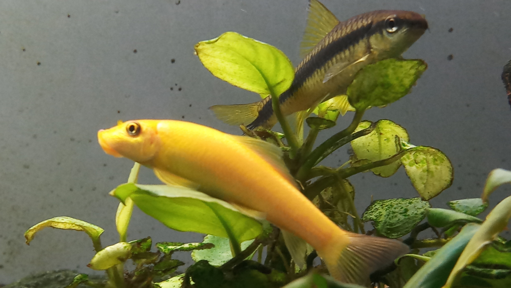 Natural Algae Eaters in Aquarium
