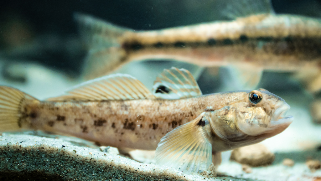 Neon Goby Fish Feeding