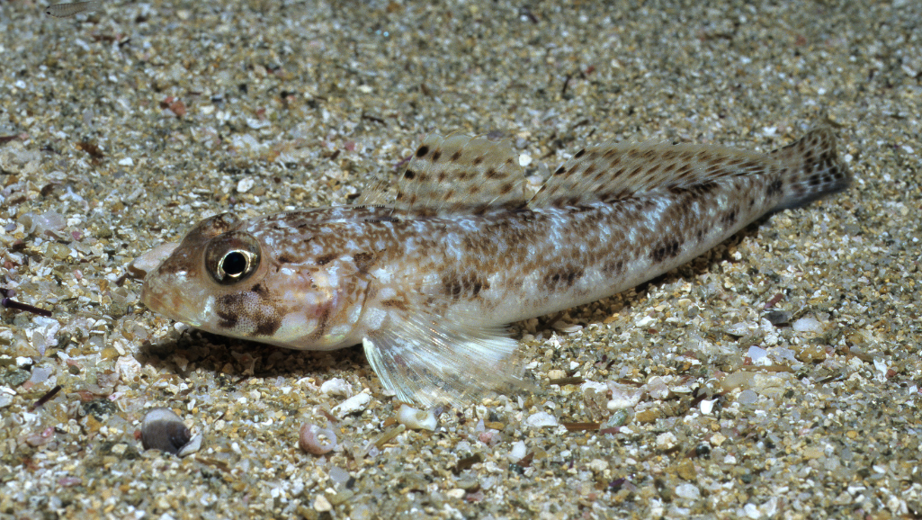 Neon Goby: Colorful Care Guide for Aquarists 1 Neon Goby