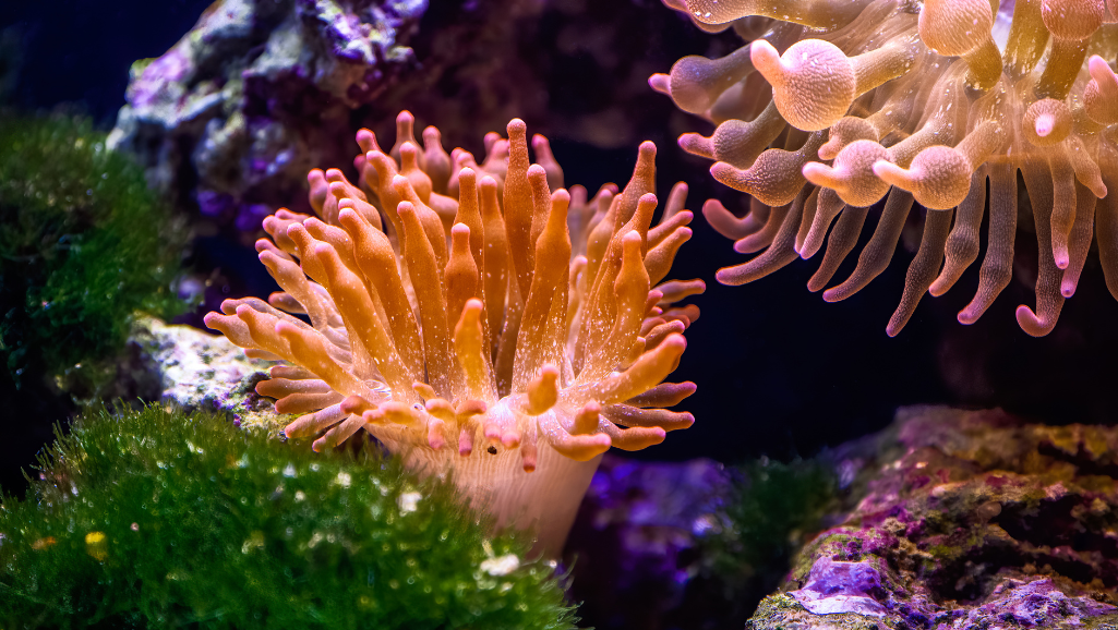 Nitrifying Bacteria in Saltwater Aquarium