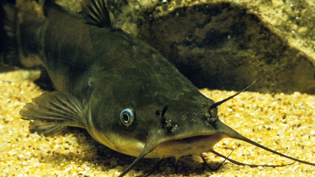 Optimal Water Conditions for Glass Catfish