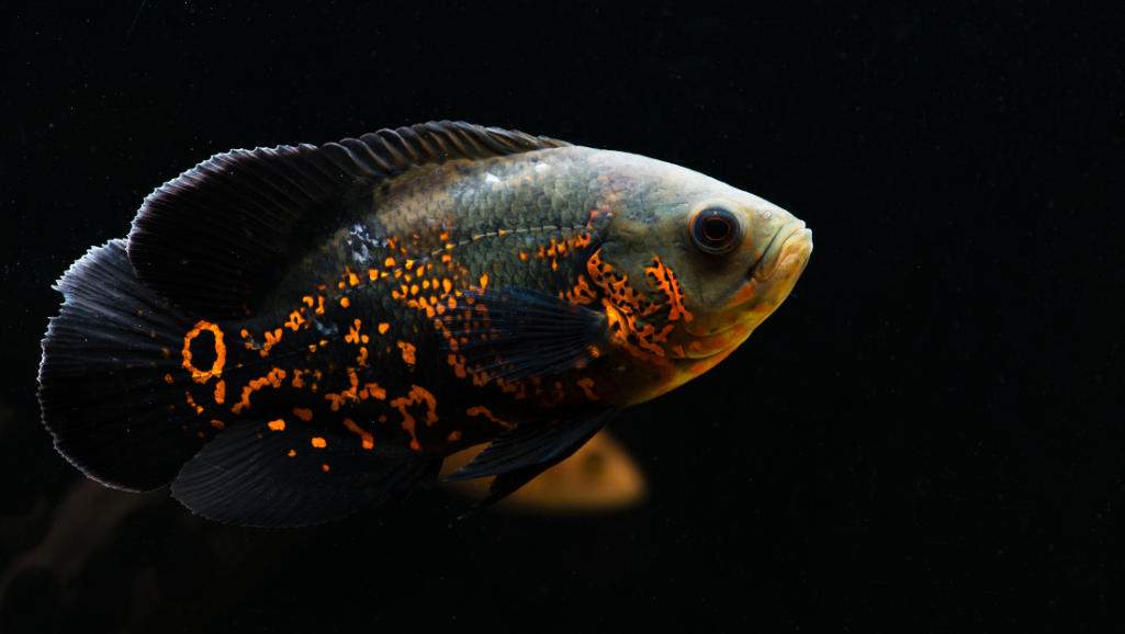 Oscar Fish Feeding