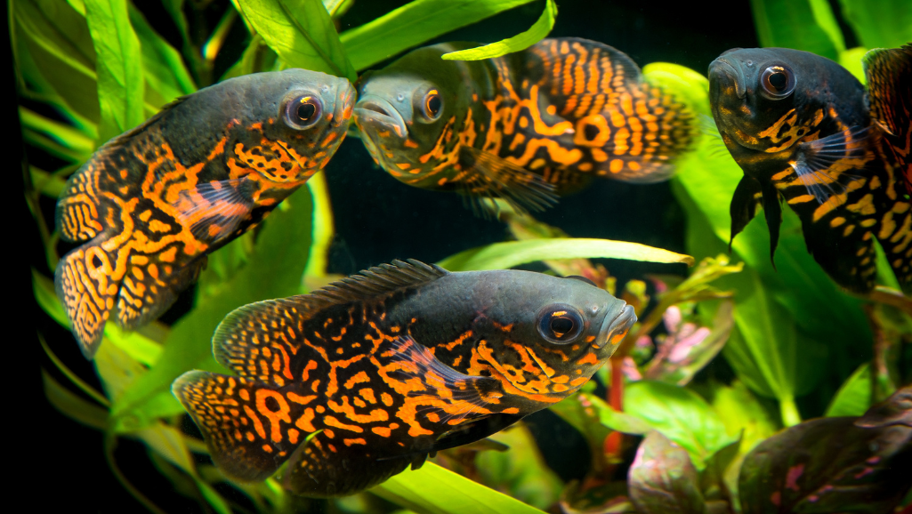 Oscar Fish Health