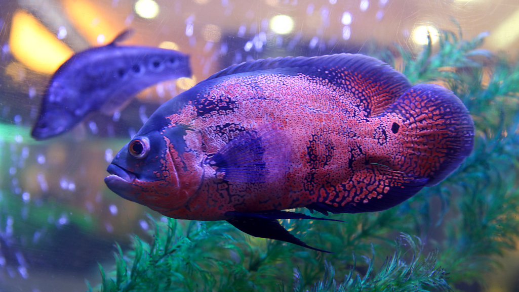 Oscar Fish tank setup guide